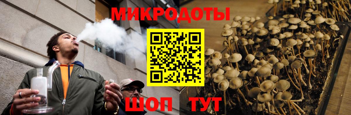 Галлюциногенные грибы Psilocybe Димитровград
